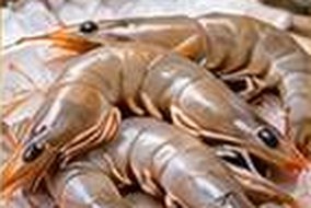 Shrimp / Prawn
