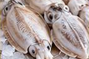 Cuttlefish