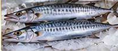Barracuda