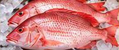 Red Snapper