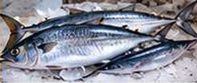 Kingfish
