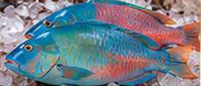 Parrot Fish