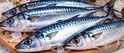 Mackerel