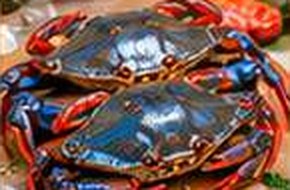 Crab