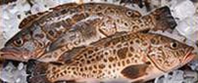 Grouper
