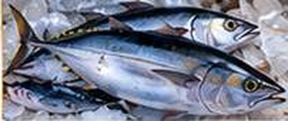 Tuna