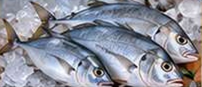 Trevally