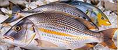 Emperor Fish