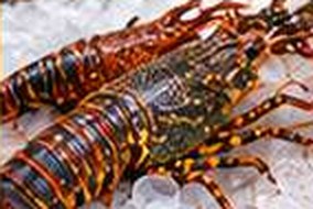 Lobster