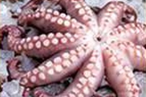 Octopus