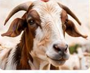 Goat Head