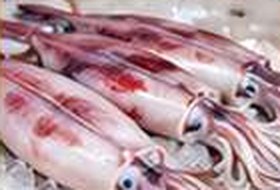Squid