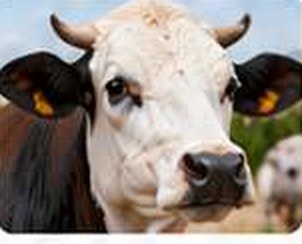 Beef Head