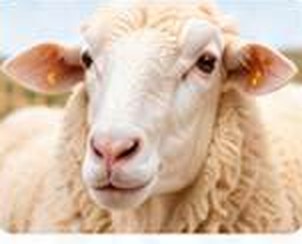 Sheep Head